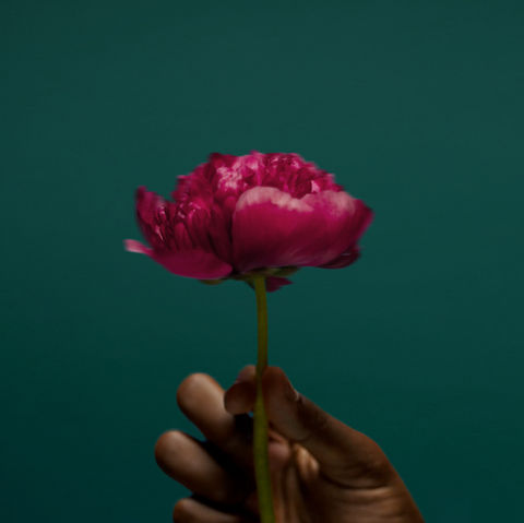 A single magenta peony held against a deep teal background